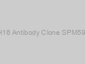 Anti-Ksp-Cadherin/ CDH16 Antibody Clone SPM594, Unconjugated-100ug